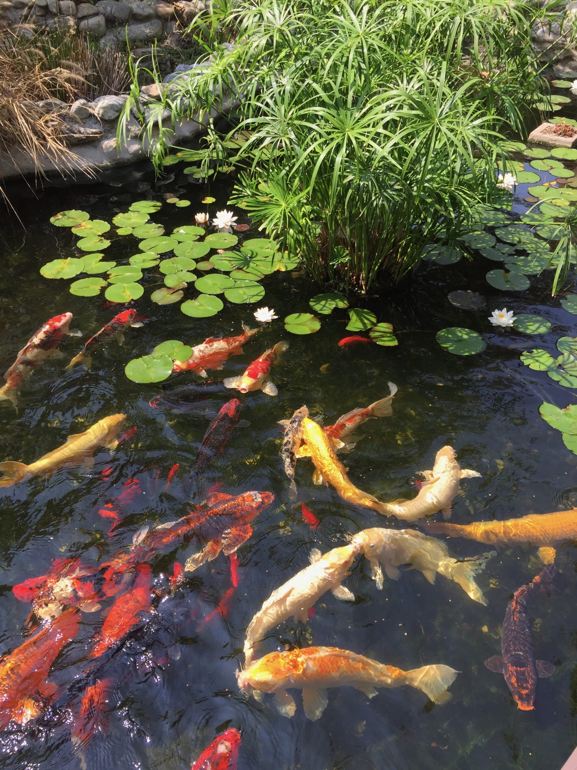 Koi Pond